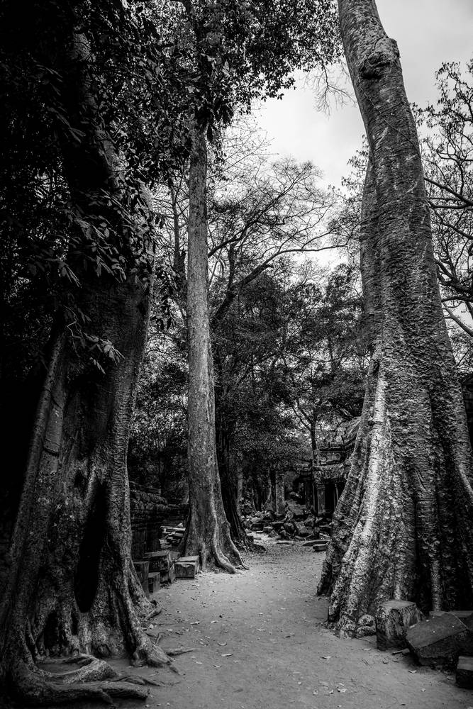 Nature Returns